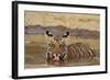 Bengal Tiger Cub Drinking Water Tadoba Andheri Tiger Reserve, India-Jagdeep Rajput-Framed Photographic Print