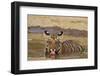 Bengal Tiger Cub Drinking Water Tadoba Andheri Tiger Reserve, India-Jagdeep Rajput-Framed Premium Photographic Print