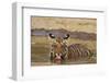 Bengal Tiger Cub Drinking Water Tadoba Andheri Tiger Reserve, India-Jagdeep Rajput-Framed Premium Photographic Print