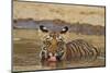 Bengal Tiger Cub Drinking Water Tadoba Andheri Tiger Reserve, India-Jagdeep Rajput-Mounted Premium Photographic Print