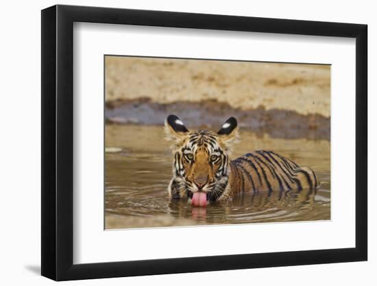 Bengal Tiger Cub Drinking Water Tadoba Andheri Tiger Reserve, India-Jagdeep Rajput-Framed Photographic Print