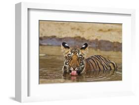 Bengal Tiger Cub Drinking Water Tadoba Andheri Tiger Reserve, India-Jagdeep Rajput-Framed Photographic Print