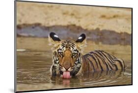 Bengal Tiger Cub Drinking Water Tadoba Andheri Tiger Reserve, India-Jagdeep Rajput-Mounted Photographic Print