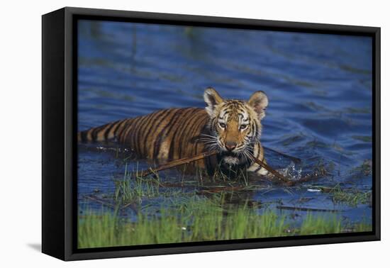 Bengal Tiger Cub in Water-DLILLC-Framed Stretched Canvas