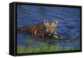 Bengal Tiger Cub in Water-DLILLC-Framed Stretched Canvas