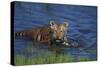 Bengal Tiger Cub in Water-DLILLC-Stretched Canvas