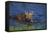 Bengal Tiger Cub in Water-DLILLC-Framed Stretched Canvas