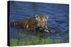 Bengal Tiger Cub in Water-DLILLC-Stretched Canvas