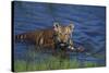 Bengal Tiger Cub in Water-DLILLC-Stretched Canvas