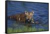 Bengal Tiger Cub in Water-DLILLC-Framed Stretched Canvas