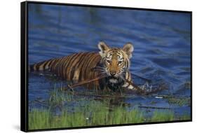 Bengal Tiger Cub in Water-DLILLC-Framed Stretched Canvas