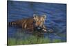 Bengal Tiger Cub in Water-DLILLC-Stretched Canvas