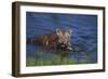 Bengal Tiger Cub in Water-DLILLC-Framed Photographic Print