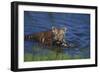 Bengal Tiger Cub in Water-DLILLC-Framed Photographic Print