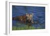 Bengal Tiger Cub in Water-DLILLC-Framed Photographic Print