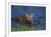 Bengal Tiger Cub in Water-DLILLC-Framed Photographic Print