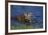 Bengal Tiger Cub in Water-DLILLC-Framed Photographic Print