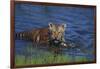 Bengal Tiger Cub in Water-DLILLC-Framed Photographic Print