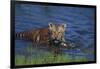 Bengal Tiger Cub in Water-DLILLC-Framed Photographic Print