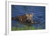 Bengal Tiger Cub in Water-DLILLC-Framed Photographic Print