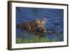 Bengal Tiger Cub in Water-DLILLC-Framed Photographic Print