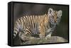 Bengal Tiger Cub on Rocks-DLILLC-Framed Stretched Canvas