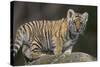 Bengal Tiger Cub on Rocks-DLILLC-Stretched Canvas