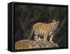 Bengal Tiger Cub on Rocks-DLILLC-Framed Stretched Canvas