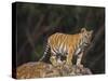 Bengal Tiger Cub on Rocks-DLILLC-Stretched Canvas