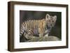 Bengal Tiger Cub on Rocks-DLILLC-Framed Photographic Print