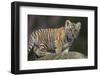 Bengal Tiger Cub on Rocks-DLILLC-Framed Photographic Print