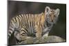 Bengal Tiger Cub on Rocks-DLILLC-Mounted Photographic Print