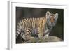 Bengal Tiger Cub on Rocks-DLILLC-Framed Photographic Print