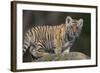 Bengal Tiger Cub on Rocks-DLILLC-Framed Photographic Print