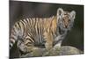 Bengal Tiger Cub on Rocks-DLILLC-Mounted Photographic Print