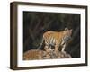 Bengal Tiger Cub on Rocks-DLILLC-Framed Photographic Print