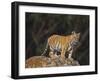 Bengal Tiger Cub on Rocks-DLILLC-Framed Photographic Print