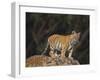 Bengal Tiger Cub on Rocks-DLILLC-Framed Photographic Print