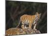 Bengal Tiger Cub on Rocks-DLILLC-Mounted Photographic Print