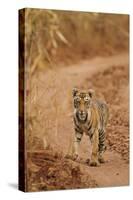 Bengal Tiger Cub on the Move, Tadoba Andheri Tiger Reserve, India-Jagdeep Rajput-Stretched Canvas