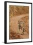 Bengal Tiger Cub on the Move, Tadoba Andheri Tiger Reserve, India-Jagdeep Rajput-Framed Photographic Print