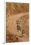 Bengal Tiger Cub on the Move, Tadoba Andheri Tiger Reserve, India-Jagdeep Rajput-Framed Photographic Print