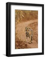 Bengal Tiger Cub on the Move, Tadoba Andheri Tiger Reserve, India-Jagdeep Rajput-Framed Photographic Print