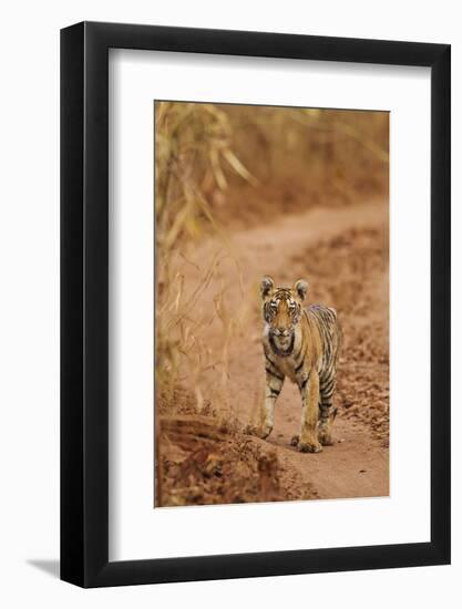 Bengal Tiger Cub on the Move, Tadoba Andheri Tiger Reserve, India-Jagdeep Rajput-Framed Photographic Print