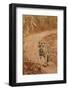 Bengal Tiger Cub on the Move, Tadoba Andheri Tiger Reserve, India-Jagdeep Rajput-Framed Photographic Print