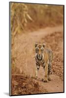 Bengal Tiger Cub on the Move, Tadoba Andheri Tiger Reserve, India-Jagdeep Rajput-Mounted Photographic Print