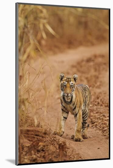 Bengal Tiger Cub on the Move, Tadoba Andheri Tiger Reserve, India-Jagdeep Rajput-Mounted Photographic Print