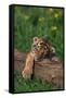 Bengal Tiger Cub Sleeping on Fallen Tree-DLILLC-Framed Stretched Canvas