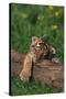 Bengal Tiger Cub Sleeping on Fallen Tree-DLILLC-Stretched Canvas