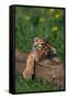 Bengal Tiger Cub Sleeping on Fallen Tree-DLILLC-Framed Stretched Canvas